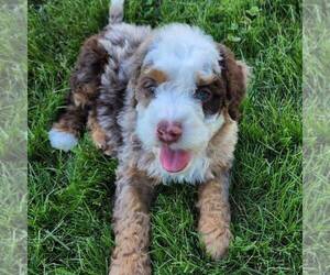 Miniature Bernedoodle Dog for Adoption in DALTON, Ohio USA