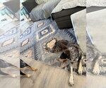 Small Photo #2 Australian Shepherd Puppy For Sale in Polson, MT, USA