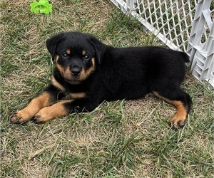 Rottweiler Puppy for sale in BOSTON, VA, USA