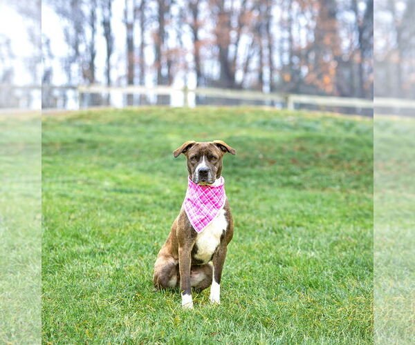 Medium Photo #2 Mutt Puppy For Sale in Unionville, PA, USA