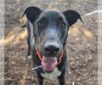 MITHU - Female Texas Heeler Dog for Adoption - Small photo