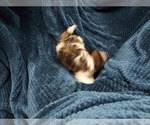 Small Photo #5 Shih Tzu Puppy For Sale in THE WOODLANDS, TX, USA