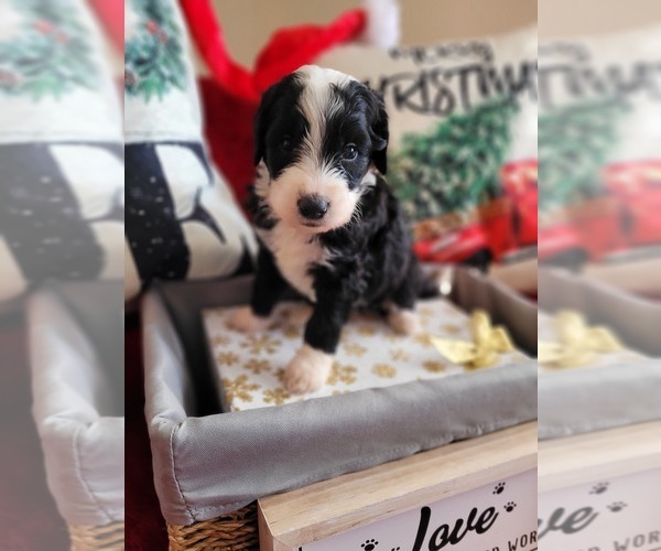 Medium Photo #7 Goldendoodle-Miniature Bernedoodle Mix Puppy For Sale in LAKE CITY, FL, USA