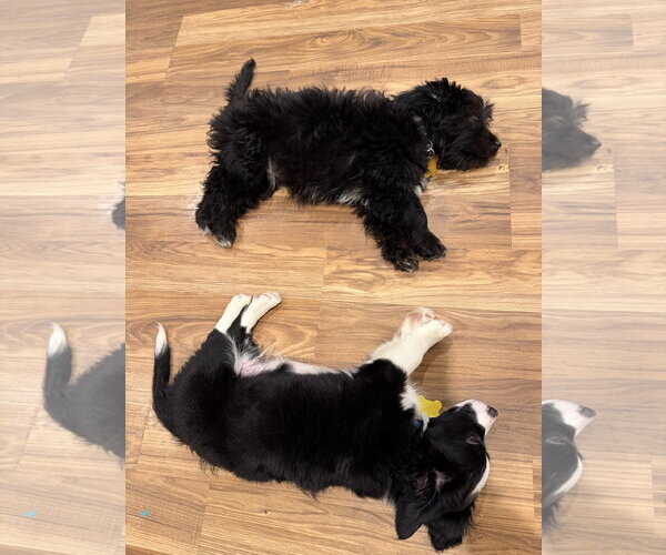 Medium Photo #4 Australian Shepherd-Unknown Mix Puppy For Sale in Sandy, UT, USA