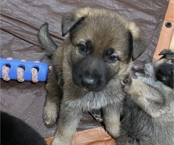 Medium Photo #13 German Shepherd Dog Puppy For Sale in MADISON HEIGHTS, VA, USA