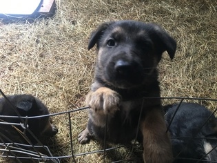 German Shepherd Dog Puppy for sale in MILLBROOK, AL, USA