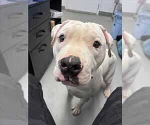 Mutt Dogs for adoption in Santa Cruz, CA, USA