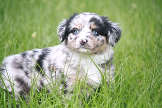Miniature Australian Shepherd Puppy for sale in MAGNOLIA, TX, USA
