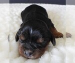 Small #8 Cavalier King Charles Spaniel