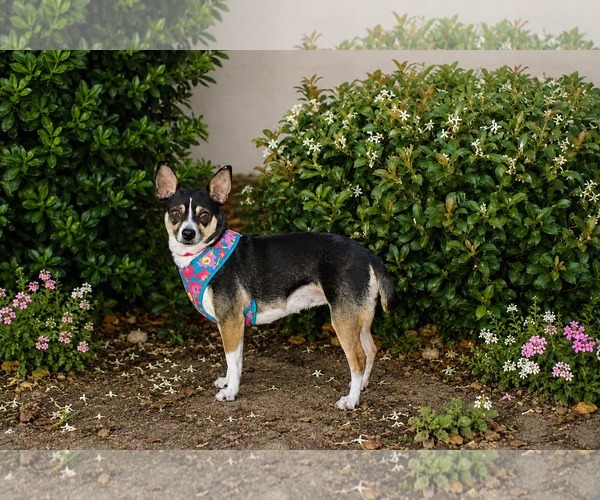 Medium Photo #4 Chihuahua-Unknown Mix Puppy For Sale in Yuba City, CA, USA