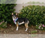 Small #3 Chihuahua Mix