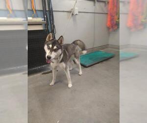 Siberian Husky Dogs for adoption in Camarillo, CA, USA