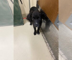 Chihuahua Dogs for adoption in Fremont, CA, USA