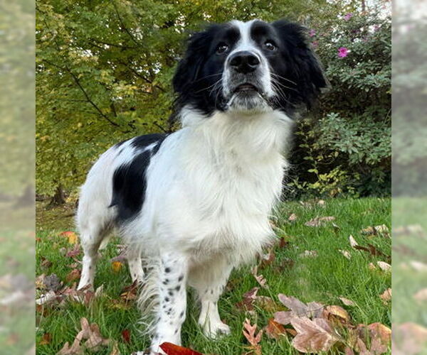 Medium Photo #4 Cocker Spaniel Puppy For Sale in Arlington, VA, USA