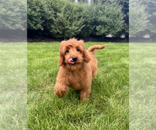 Medium Photo #1 Goldendoodle mix (+ Poodle Miniature) Puppy For Sale in NOBLESVILLE, IN, USA