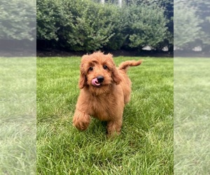 Goldendoodle mix (+ Poodle Miniature) Puppy for sale in NOBLESVILLE, IN, USA