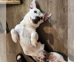 Small #3 American Pit Bull Terrier Mix