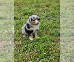 Australian Shepherd Litter for sale in GREENFIELD, MO, USA