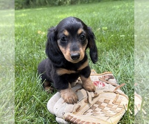 Dachshund Puppy for sale in MIDDLEBURY, IN, USA
