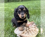 Small Dachshund