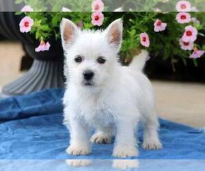 West Highland White Terrier Puppy for sale in CAMDEN, NJ, USA