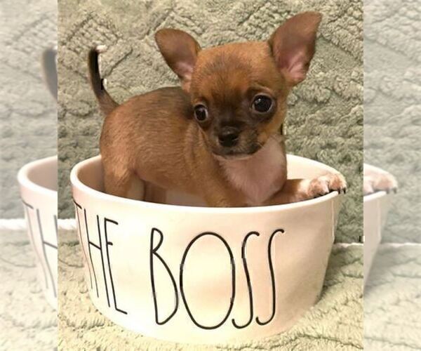 Medium Photo #14 Chihuahua Puppy For Sale in MIAMI, FL, USA