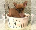 Small #13 Chihuahua