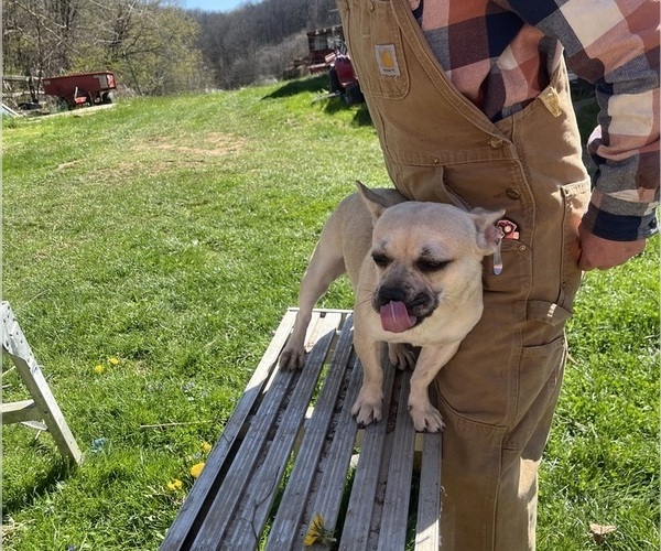 Medium Photo #54 French Bullhuahua Puppy For Sale in SPRAGGS, PA, USA