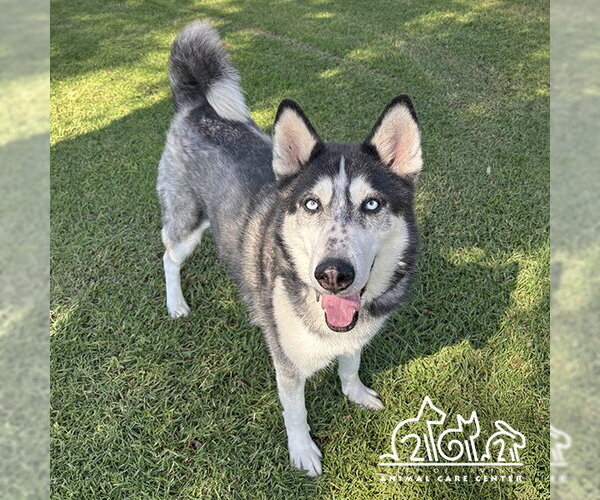 Medium Photo #1 Siberian Husky Puppy For Sale in Irvine, CA, USA