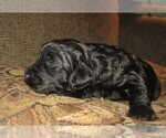 Small Photo #16 Aussie-Poo-Aussiedoodle Mix Puppy For Sale in LINCOLN, AL, USA