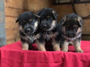 German Shepherd Dog Puppy for sale in TOPEKA, IN, USA