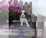 Puppy Aiden Cavalier King Charles Spaniel