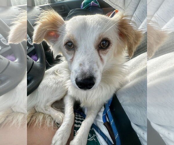 Medium Photo #1 Chion Puppy For Sale in Newport Beach, CA, USA