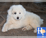 Puppy 0 Great Pyrenees