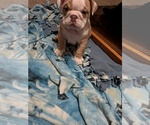 Small #19 English Bulldog