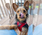 Small #3 Mutt