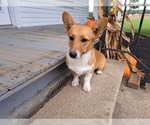 Puppy Winnie Pembroke Welsh Corgi
