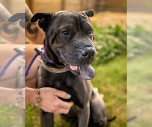 Mutt Dogs for adoption in Sandy, UT, USA