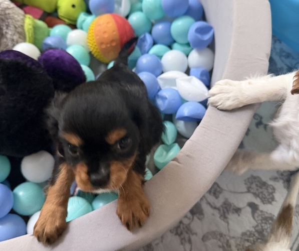 Medium Photo #21 Cavalier King Charles Spaniel Puppy For Sale in PARKER, CO, USA