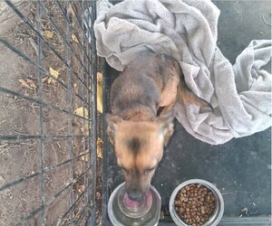 SPONSOR OR FOSTER ME - Nacho - Male Chihuahua-Unknown Mix Dog for Adoption - Photo #3