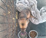 Small Photo #3 Chihuahua-Unknown Mix Puppy For Sale in Grafton, WI, USA