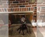 Small #2 Chocolate Labrador retriever Mix