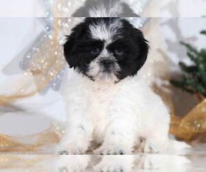 Shih Apso Puppy for sale in BEL AIR, MD, USA