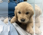Small Photo #10 Golden Retriever Puppy For Sale in CLOVIS, CA, USA