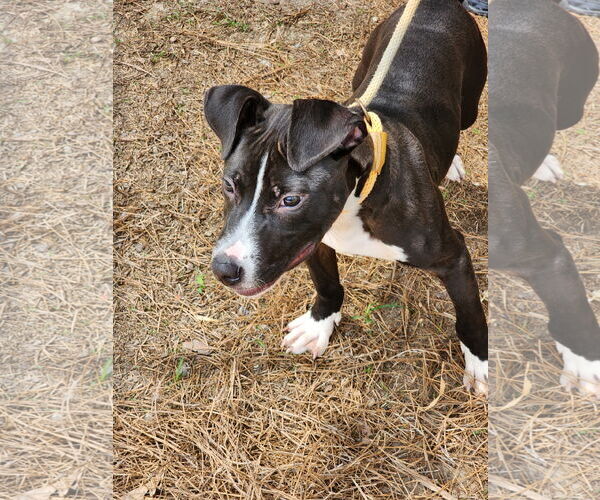 Medium Photo #4 Mutt Puppy For Sale in Hilton Head, SC, USA