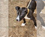Small #3 Mutt