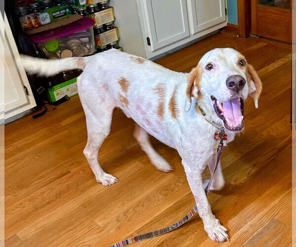 Medium Photo #6 English Foxhound-Unknown Mix Puppy For Sale in Holly Springs, NC, USA