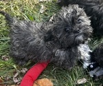 Puppy Puppy 2 ShihPoo