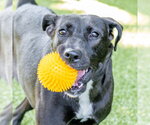 Small #1 Labrador Retriever Mix