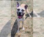 Small Bullboxer Pit